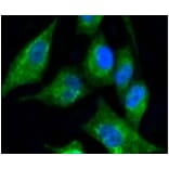 Anti-Cytokeratin 17 Antibody from Bioworld Technology (BS9829M) - Antibodies.com