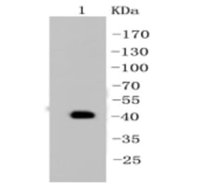 Anti-Cytokeratin 19 Antibody from Bioworld Technology (BS9830M) - Antibodies.com
