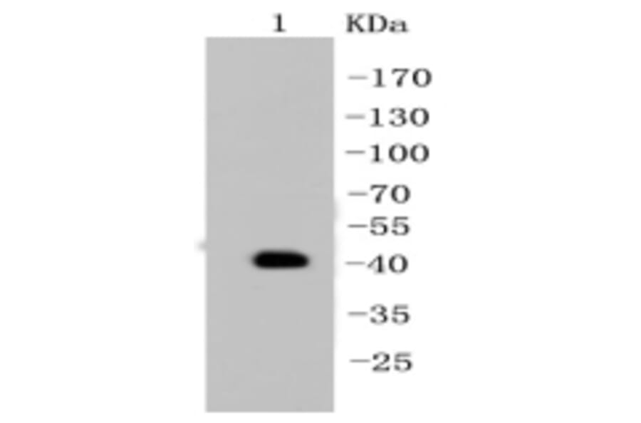 Anti-Cytokeratin 19 Antibody from Bioworld Technology (BS9830M) - Antibodies.com