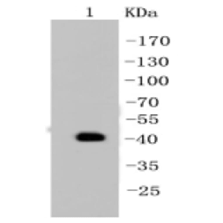 Anti-Cytokeratin 19 Antibody from Bioworld Technology (BS9830M) - Antibodies.com
