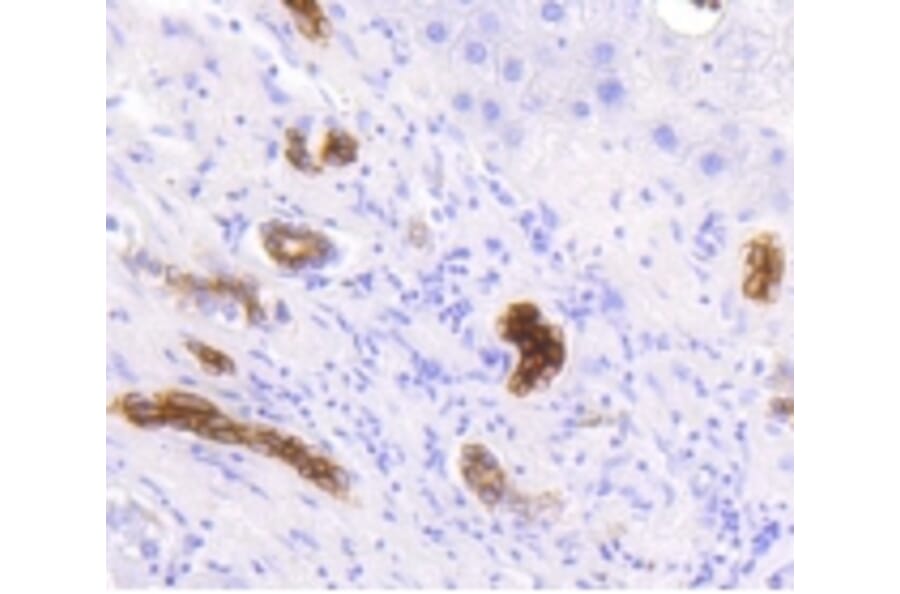 Anti-Cytokeratin 19 Antibody from Bioworld Technology (BS9830M) - Antibodies.com