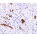 Anti-Cytokeratin 19 Antibody from Bioworld Technology (BS9830M) - Antibodies.com