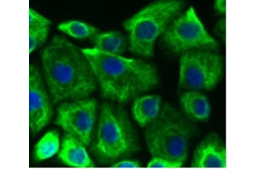 Anti-Cytokeratin 19 Antibody from Bioworld Technology (BS9830M) - Antibodies.com