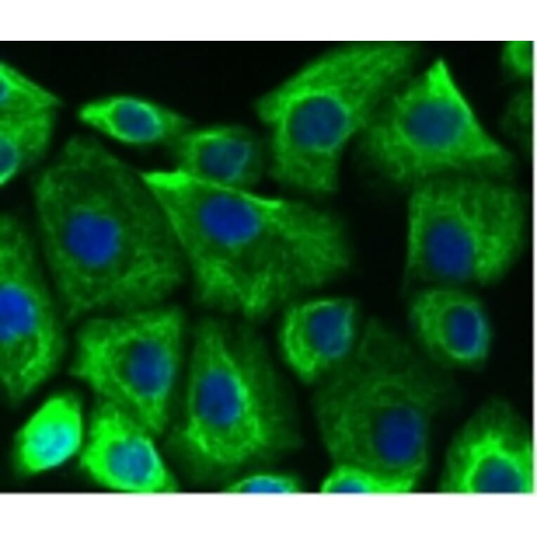 Anti-Cytokeratin 19 Antibody from Bioworld Technology (BS9830M) - Antibodies.com
