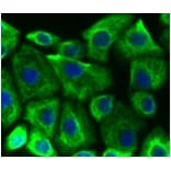 Anti-Cytokeratin 19 Antibody from Bioworld Technology (BS9830M) - Antibodies.com