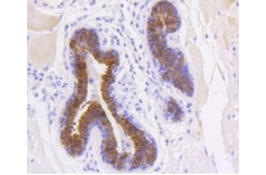Anti-Cytokeratin 19 Antibody from Bioworld Technology (BS9830M) - Antibodies.com