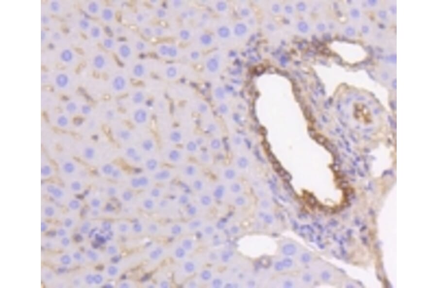 Anti-Cytokeratin 19 Antibody from Bioworld Technology (BS9830M) - Antibodies.com