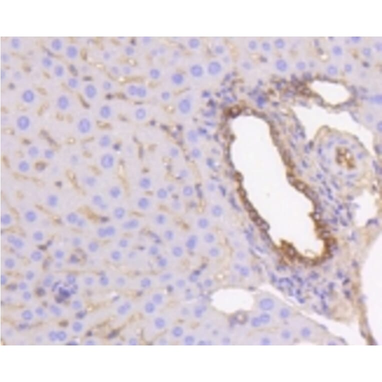 Anti-Cytokeratin 19 Antibody from Bioworld Technology (BS9830M) - Antibodies.com