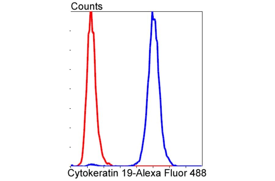Anti-Cytokeratin 19 Antibody from Bioworld Technology (BS9830M) - Antibodies.com