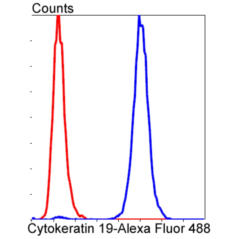 Anti-Cytokeratin 19 Antibody from Bioworld Technology (BS9830M) - Antibodies.com