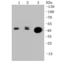 Anti-Cytokeratin 20 Antibody from Bioworld Technology (BS9831M) - Antibodies.com