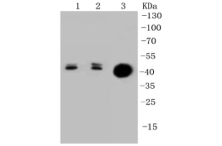 Anti-Cytokeratin 20 Antibody from Bioworld Technology (BS9831M) - Antibodies.com
