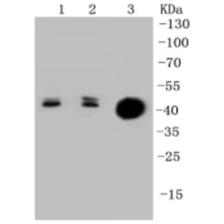 Anti-Cytokeratin 20 Antibody from Bioworld Technology (BS9831M) - Antibodies.com