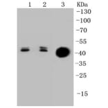 Anti-Cytokeratin 20 Antibody from Bioworld Technology (BS9831M) - Antibodies.com