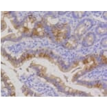 Anti-Cytokeratin 20 Antibody from Bioworld Technology (BS9831M) - Antibodies.com