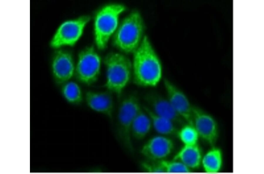 Anti-Cytokeratin 20 Antibody from Bioworld Technology (BS9831M) - Antibodies.com