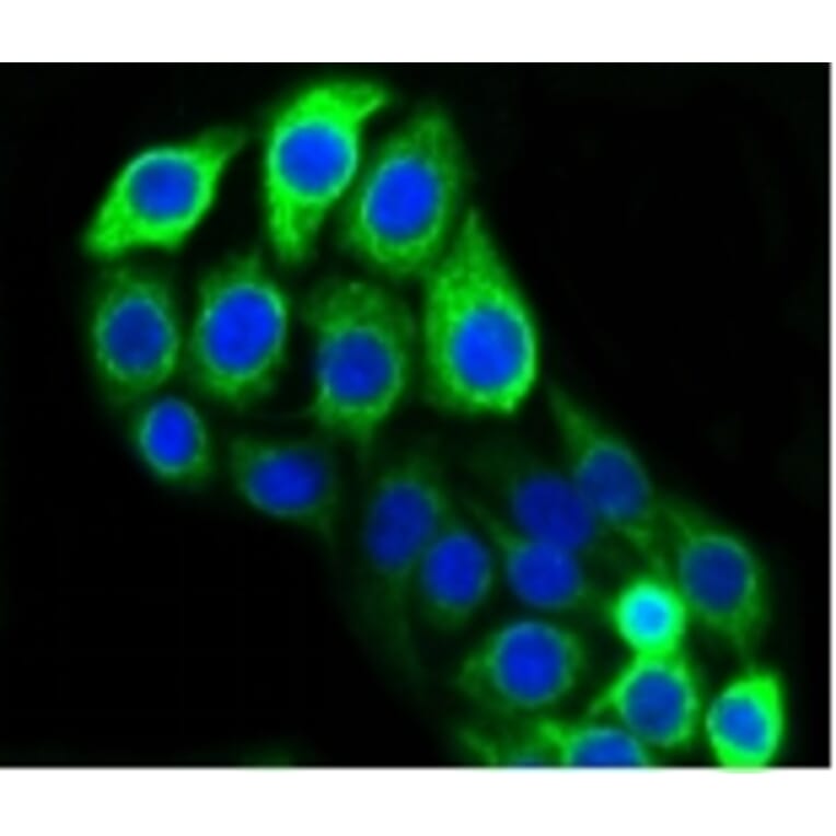 Anti-Cytokeratin 20 Antibody from Bioworld Technology (BS9831M) - Antibodies.com