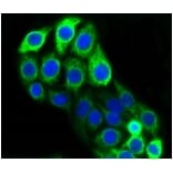Anti-Cytokeratin 20 Antibody from Bioworld Technology (BS9831M) - Antibodies.com