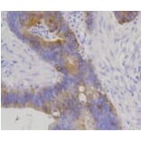 Anti-Cytokeratin 20 Antibody from Bioworld Technology (BS9831M) - Antibodies.com