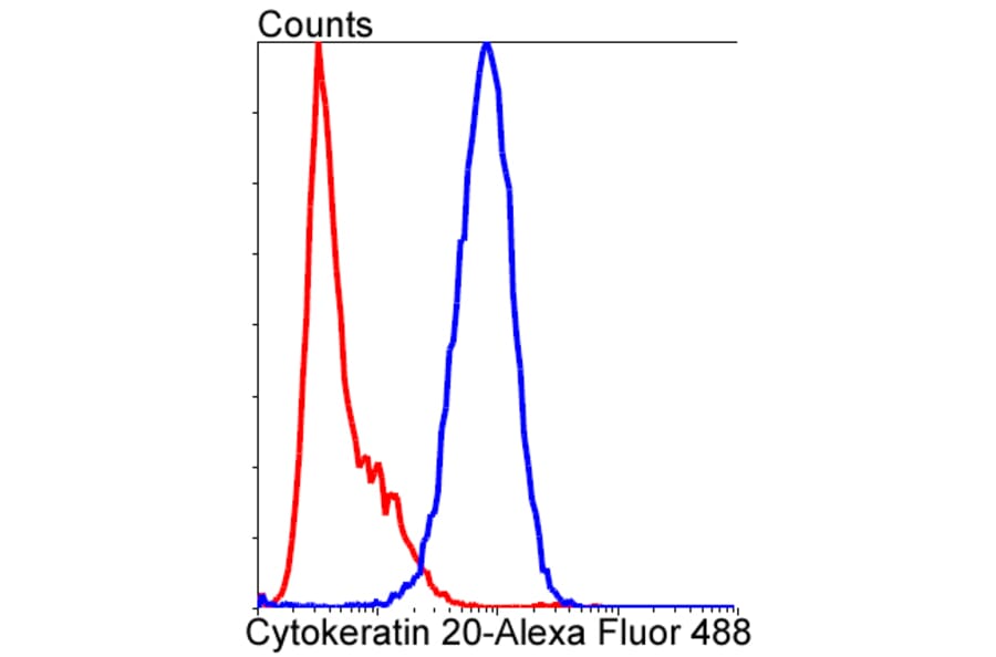 Anti-Cytokeratin 20 Antibody from Bioworld Technology (BS9831M) - Antibodies.com
