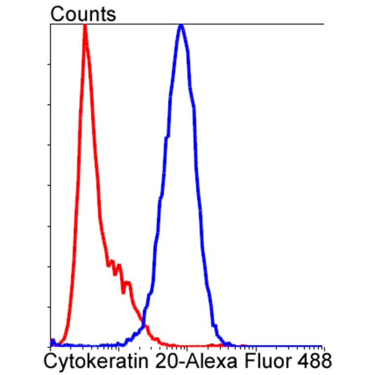 Anti-Cytokeratin 20 Antibody from Bioworld Technology (BS9831M) - Antibodies.com