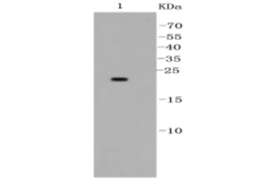Anti-Bad Antibody from Bioworld Technology (BS9832M) - Antibodies.com