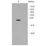 Anti-Bad Antibody from Bioworld Technology (BS9832M) - Antibodies.com