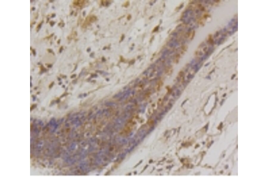 Anti-Bad Antibody from Bioworld Technology (BS9832M) - Antibodies.com