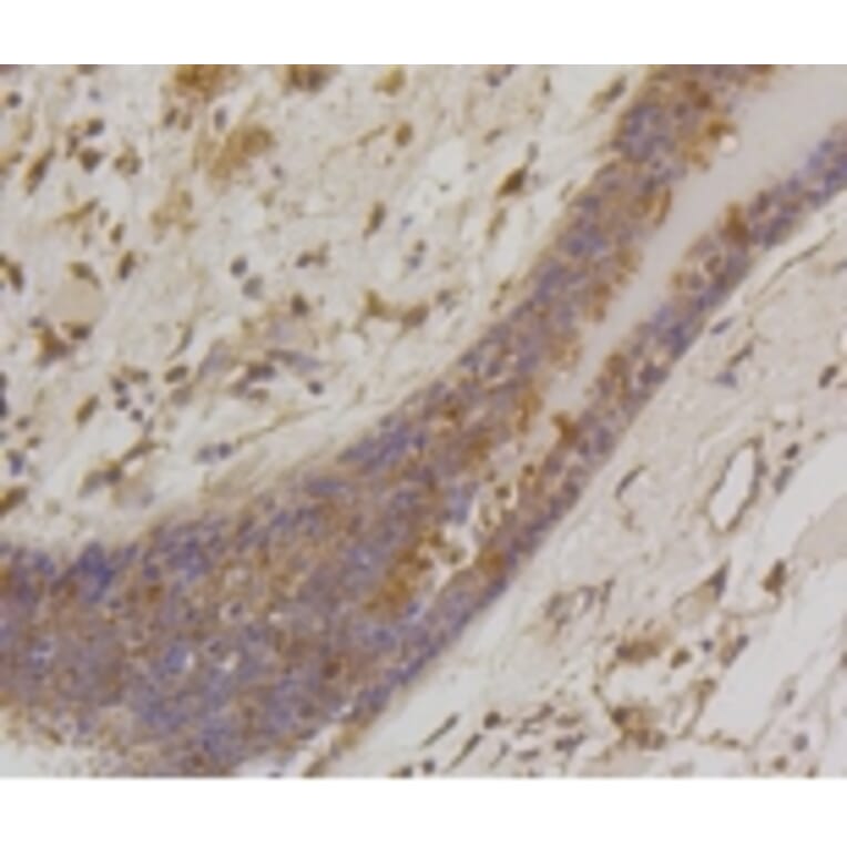 Anti-Bad Antibody from Bioworld Technology (BS9832M) - Antibodies.com