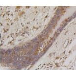 Anti-Bad Antibody from Bioworld Technology (BS9832M) - Antibodies.com
