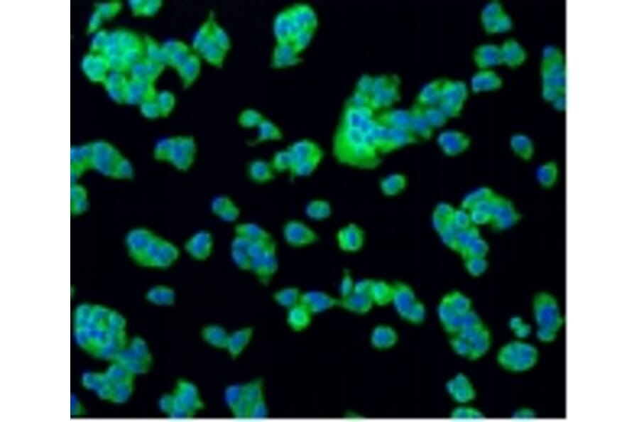 Anti-Bad Antibody from Bioworld Technology (BS9832M) - Antibodies.com