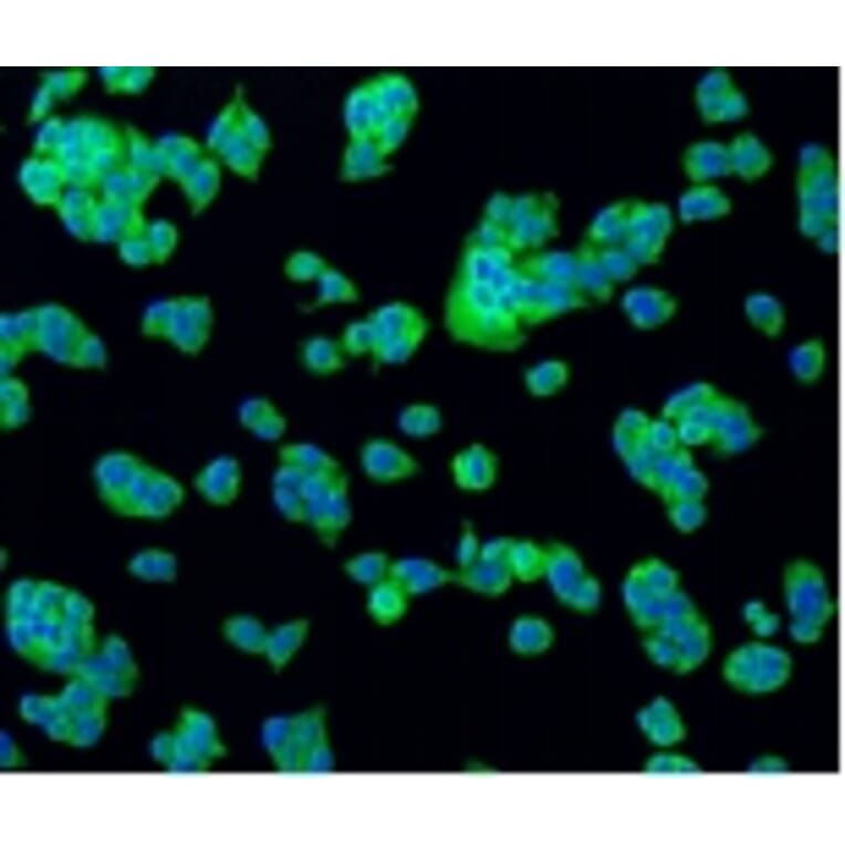 Anti-Bad Antibody from Bioworld Technology (BS9832M) - Antibodies.com