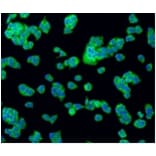 Anti-Bad Antibody from Bioworld Technology (BS9832M) - Antibodies.com