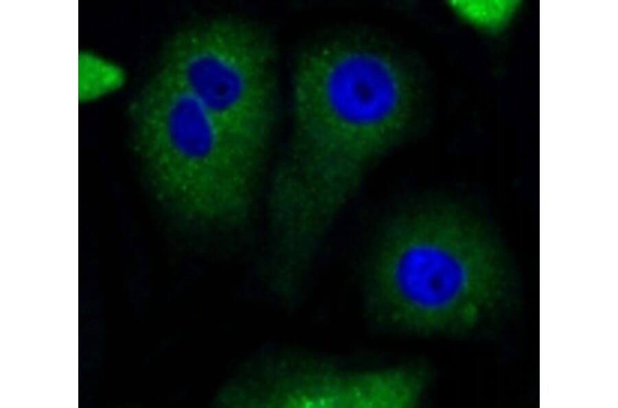 Anti-Bad Antibody from Bioworld Technology (BS9832M) - Antibodies.com
