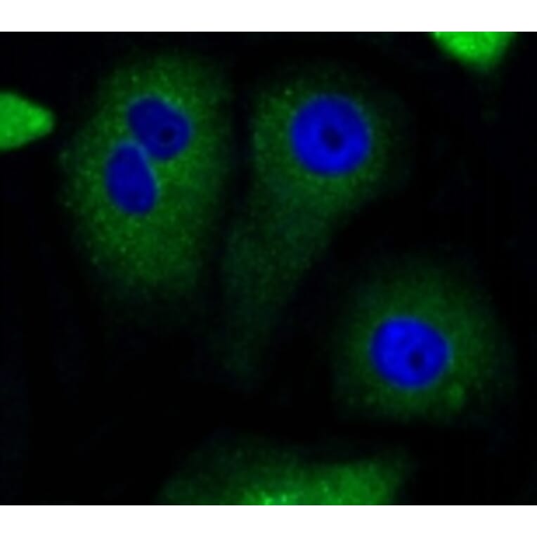 Anti-Bad Antibody from Bioworld Technology (BS9832M) - Antibodies.com