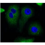 Anti-Bad Antibody from Bioworld Technology (BS9832M) - Antibodies.com