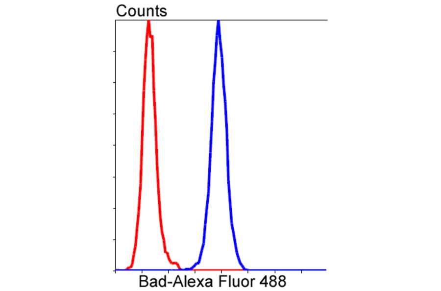 Anti-Bad Antibody from Bioworld Technology (BS9832M) - Antibodies.com