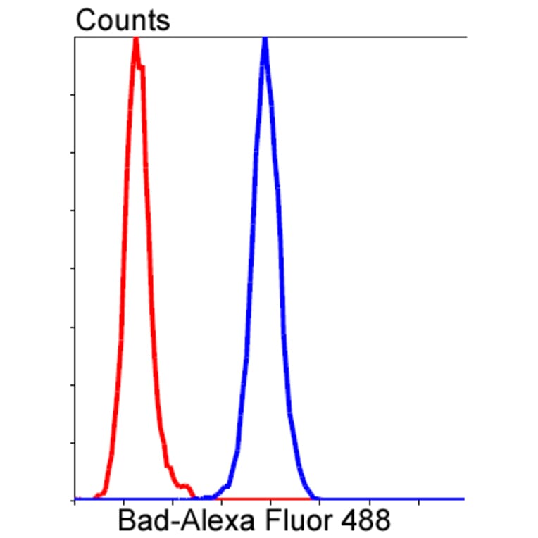 Anti-Bad Antibody from Bioworld Technology (BS9832M) - Antibodies.com