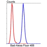 Anti-Bad Antibody from Bioworld Technology (BS9832M) - Antibodies.com