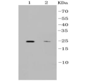 Anti-CD9 Antibody from Bioworld Technology (BS9833M) - Antibodies.com