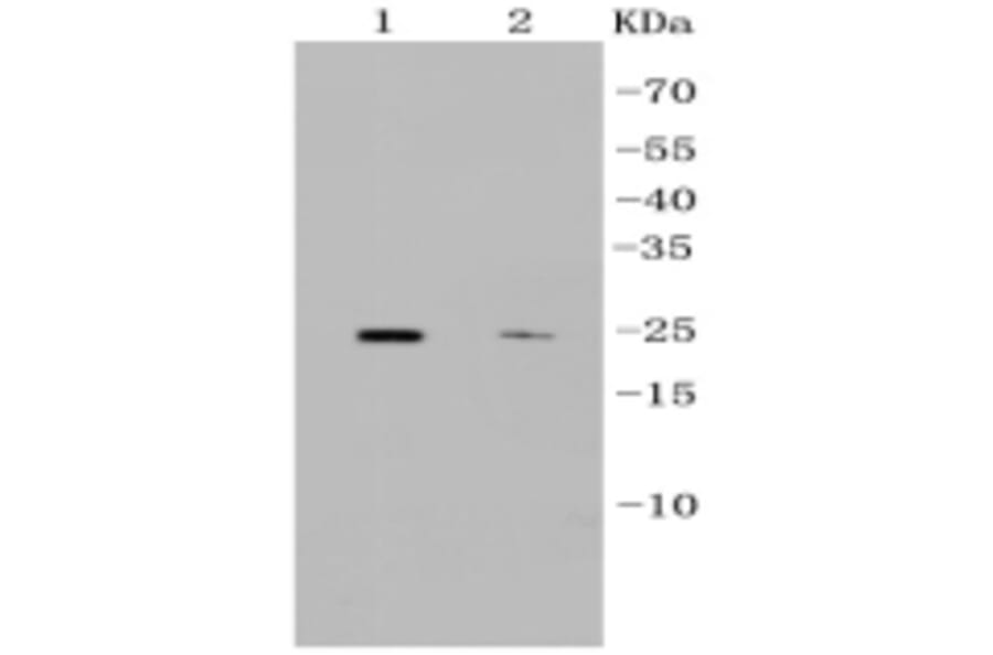 Anti-CD9 Antibody from Bioworld Technology (BS9833M) - Antibodies.com
