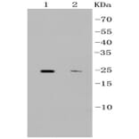 Anti-CD9 Antibody from Bioworld Technology (BS9833M) - Antibodies.com