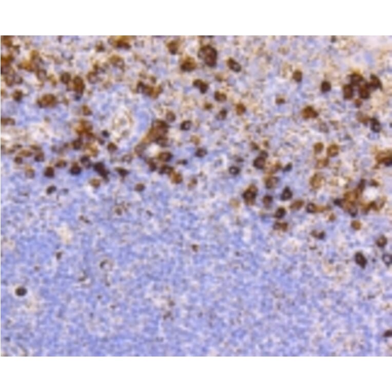 Anti-CD9 Antibody from Bioworld Technology (BS9833M) - Antibodies.com