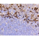 Anti-CD9 Antibody from Bioworld Technology (BS9833M) - Antibodies.com