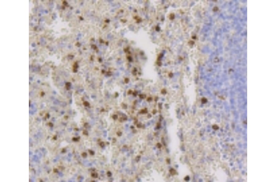 Anti-CD9 Antibody from Bioworld Technology (BS9833M) - Antibodies.com