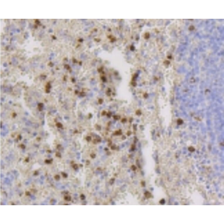 Anti-CD9 Antibody from Bioworld Technology (BS9833M) - Antibodies.com
