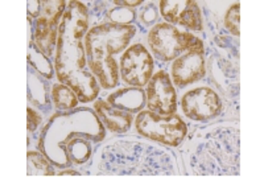 Anti-CD9 Antibody from Bioworld Technology (BS9833M) - Antibodies.com
