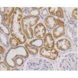 Anti-CD9 Antibody from Bioworld Technology (BS9833M) - Antibodies.com