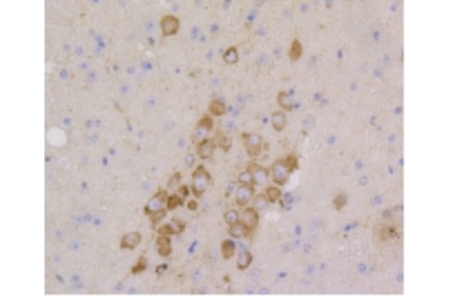 Anti-CD9 Antibody from Bioworld Technology (BS9833M) - Antibodies.com