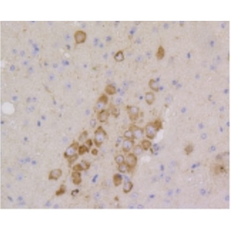 Anti-CD9 Antibody from Bioworld Technology (BS9833M) - Antibodies.com